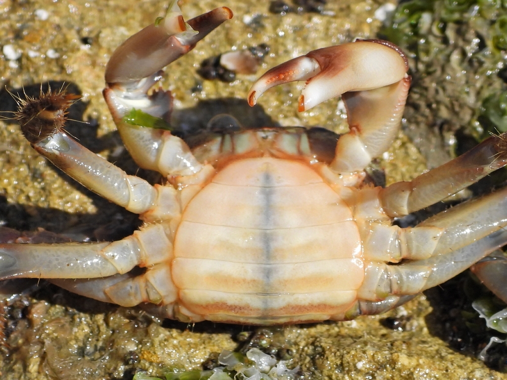 Marbled Crab
