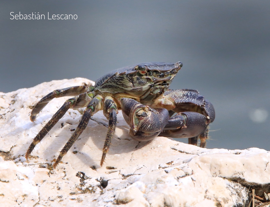 Marbled Crab