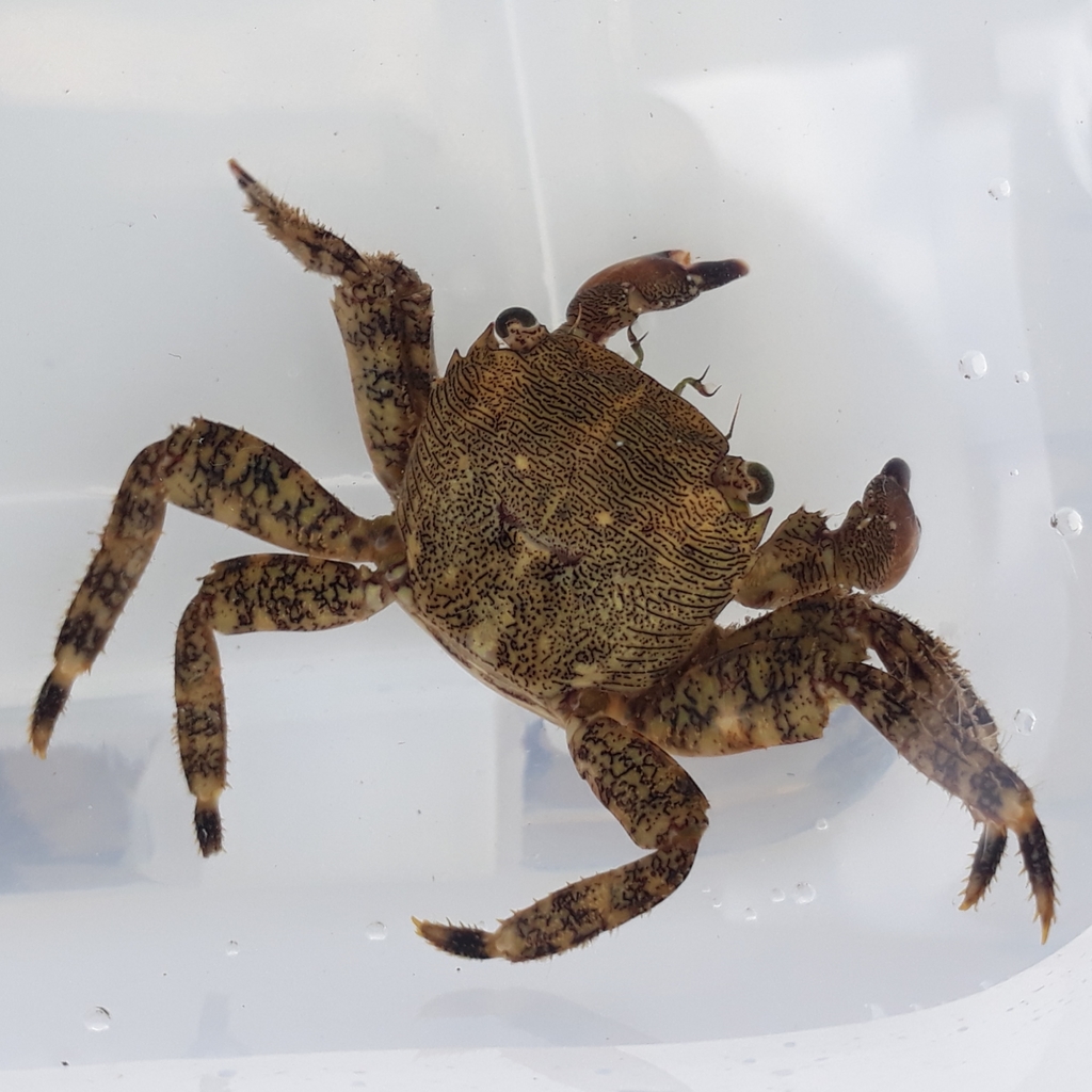 Marbled Crab