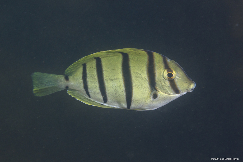 Convict Surgeonfish