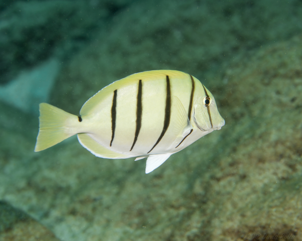 Convict Surgeonfish