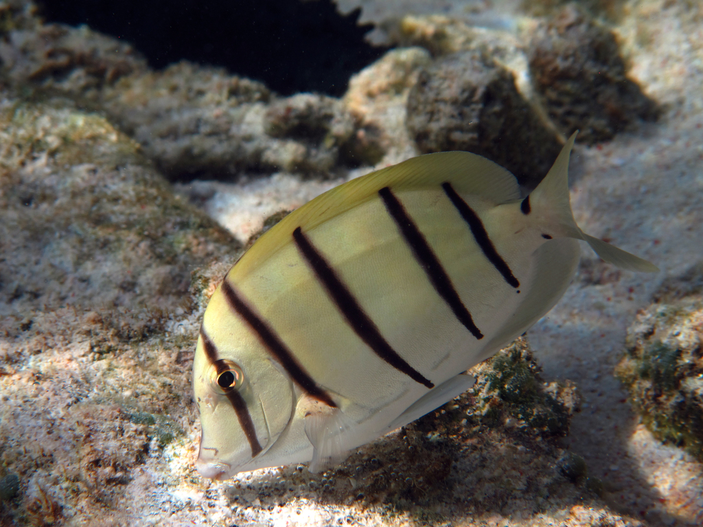 Convict Surgeonfish