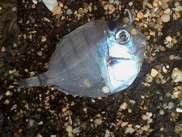 Convict Surgeonfish