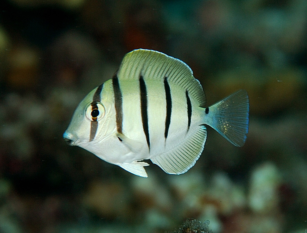 Convict Surgeonfish