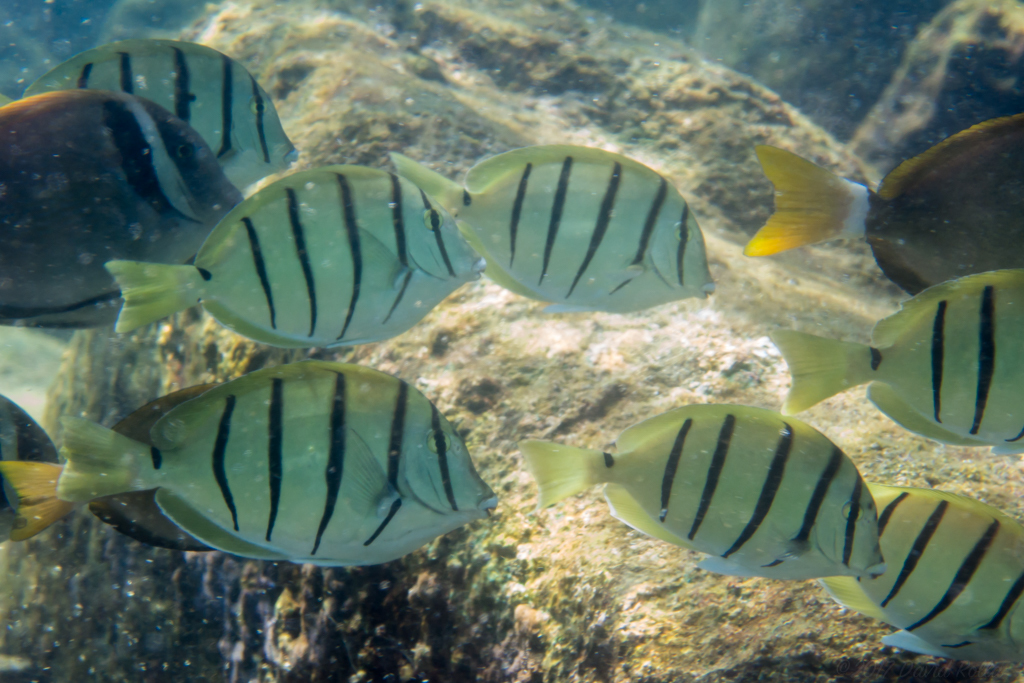 Convict Surgeonfish