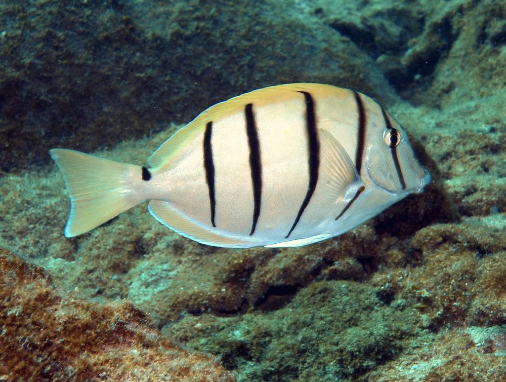 Convict Surgeonfish