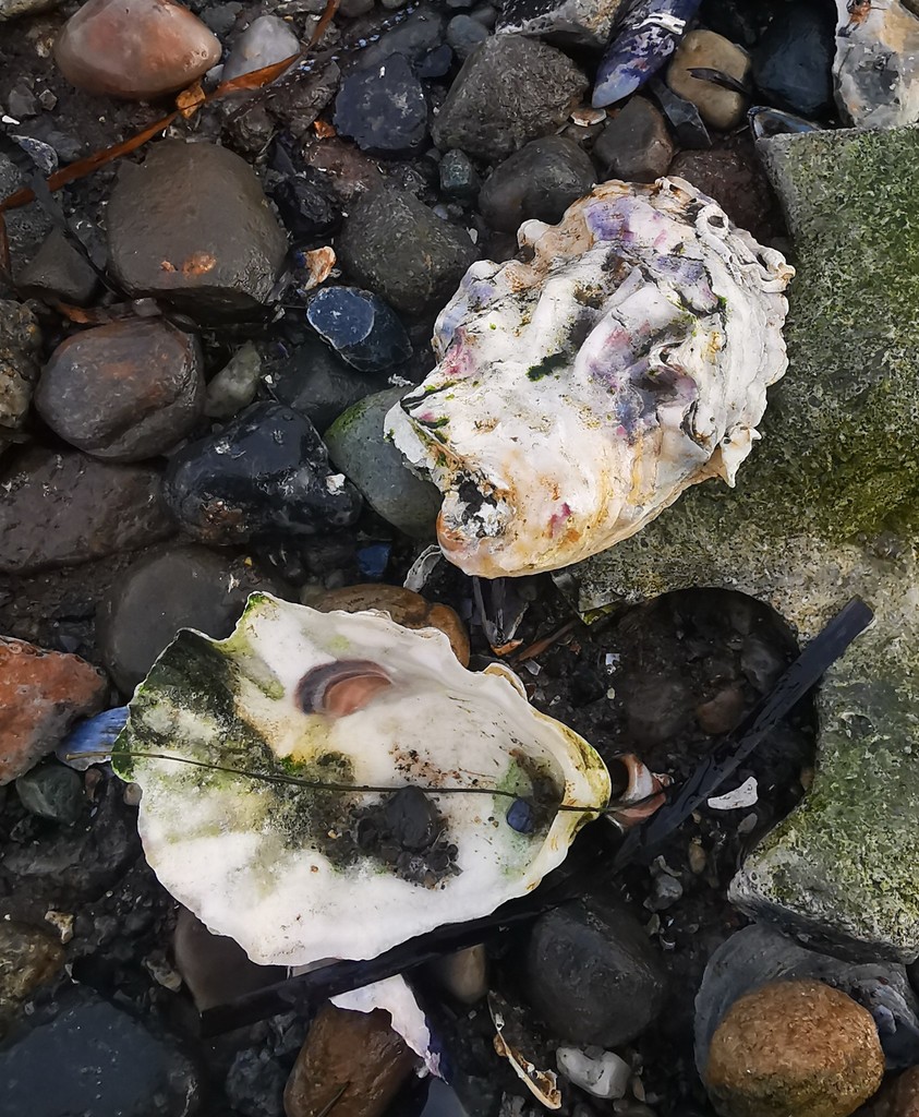Pacific Oyster