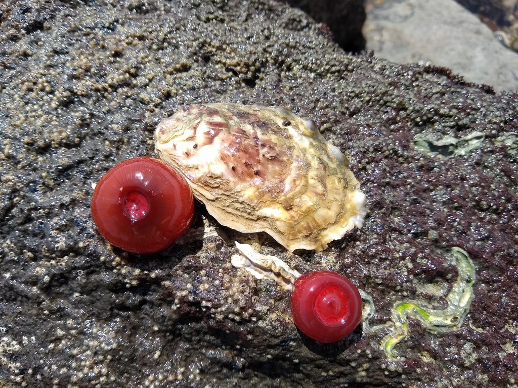Pacific Oyster