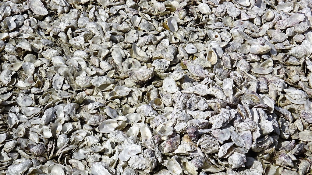 Pacific Oyster