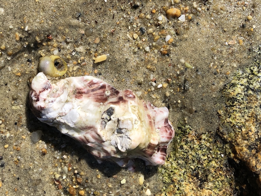 Pacific Oyster