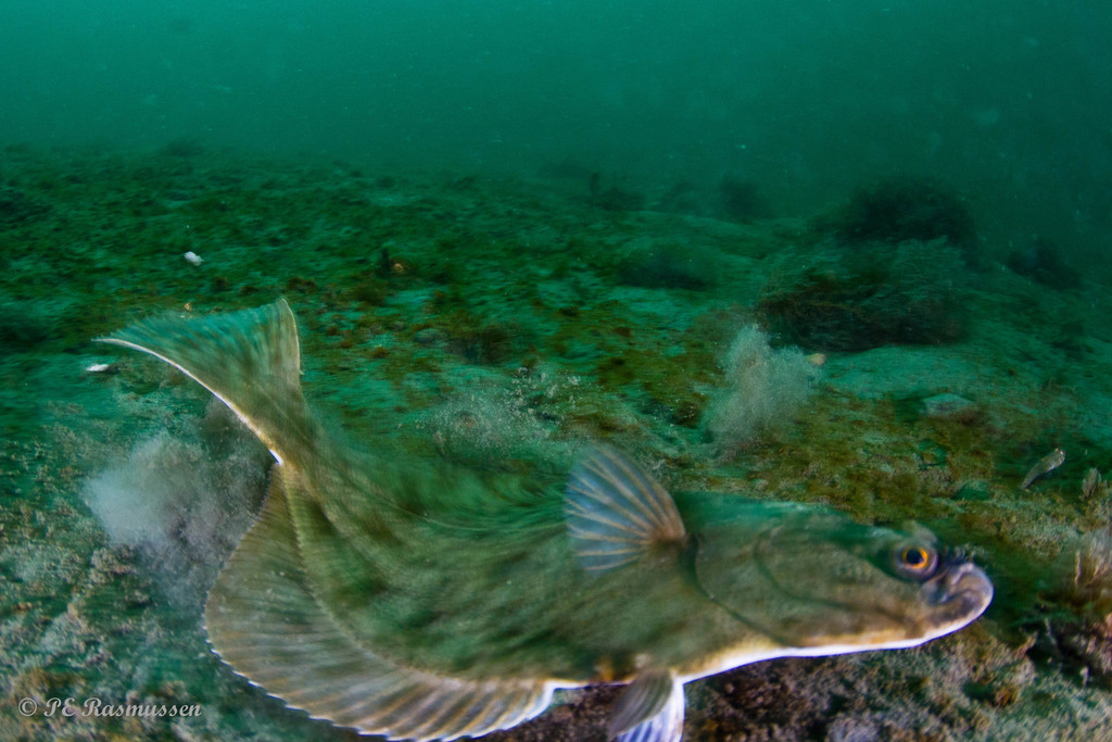 Sand Dab