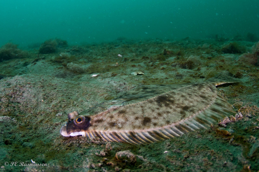 Sand Dab