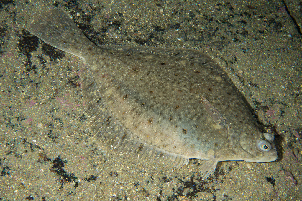 Sand Dab