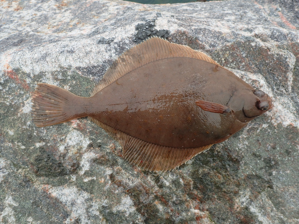 Sand Dab