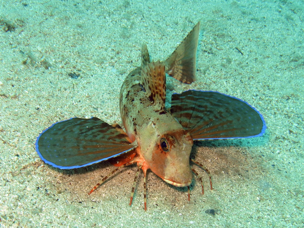 Streaked Gurnard