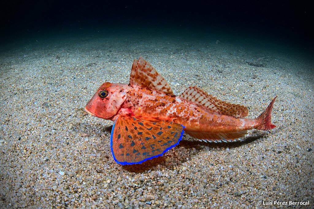 Streaked Gurnard