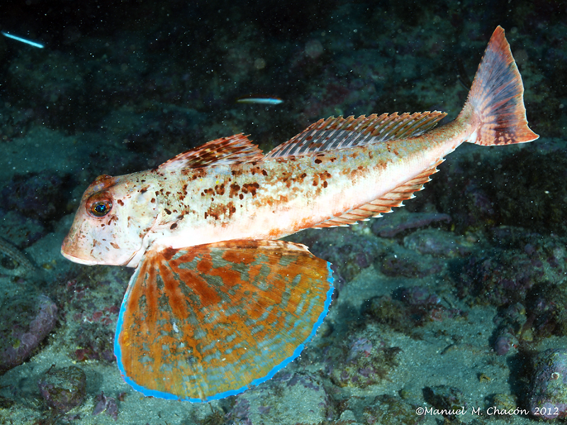 Streaked Gurnard