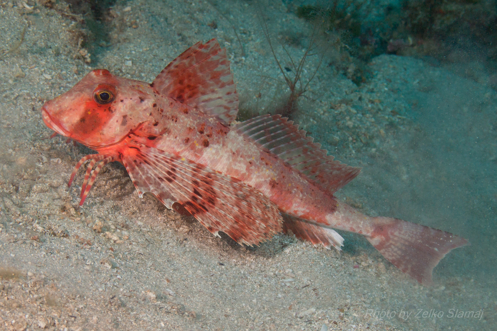 Streaked Gurnard