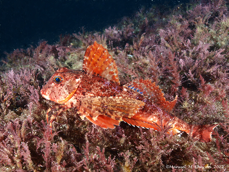 Streaked Gurnard
