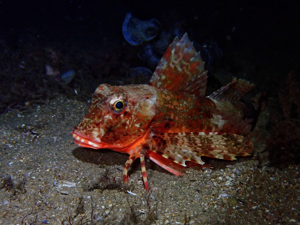 Streaked Gurnard