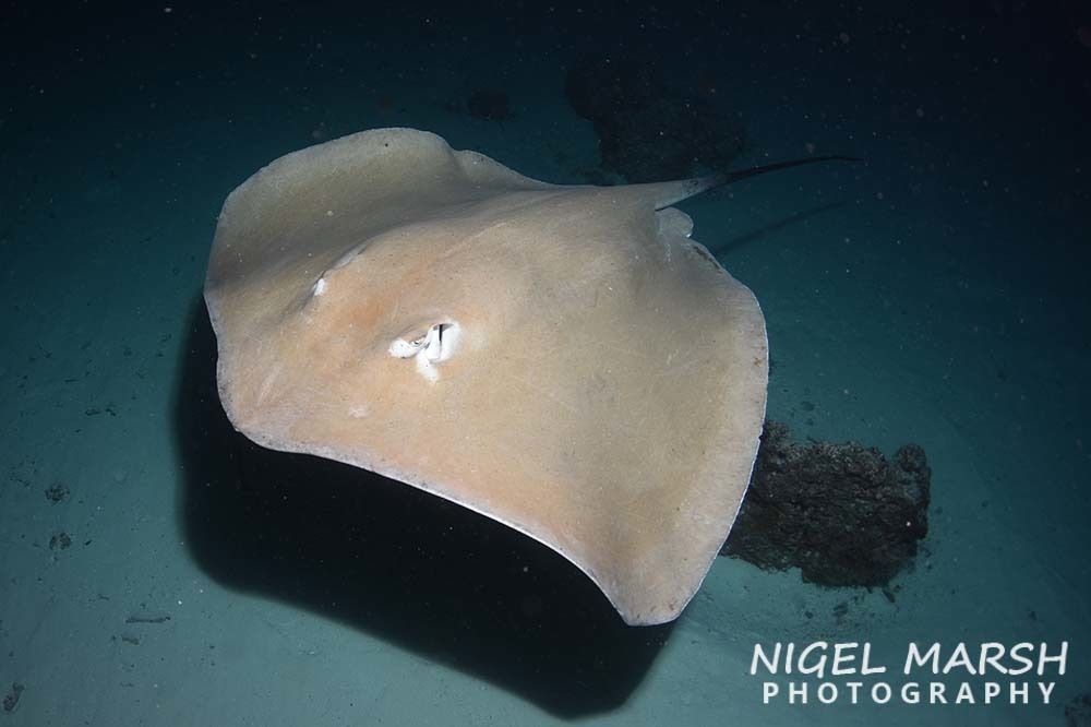 Jenkins' Whipray