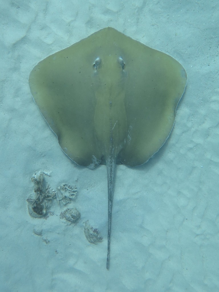 Jenkins' Whipray