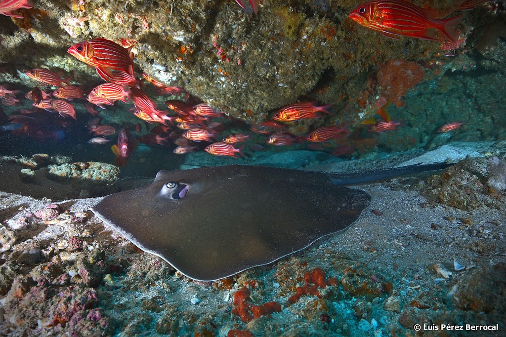 Jenkins' Whipray