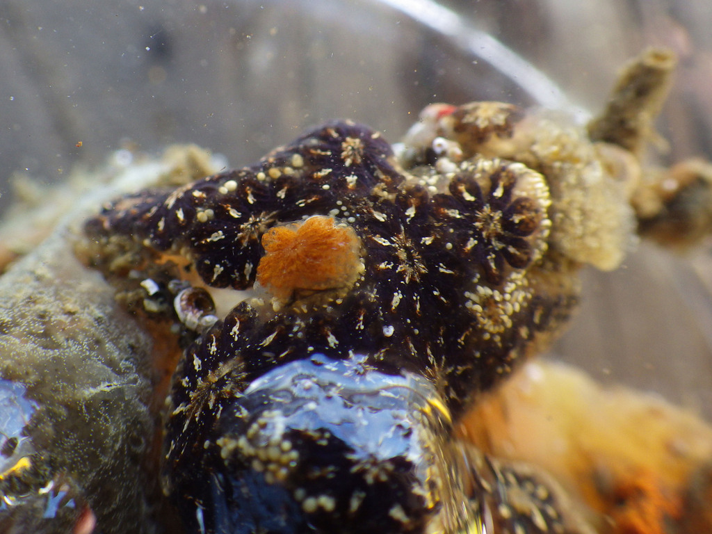 Star Tunicate