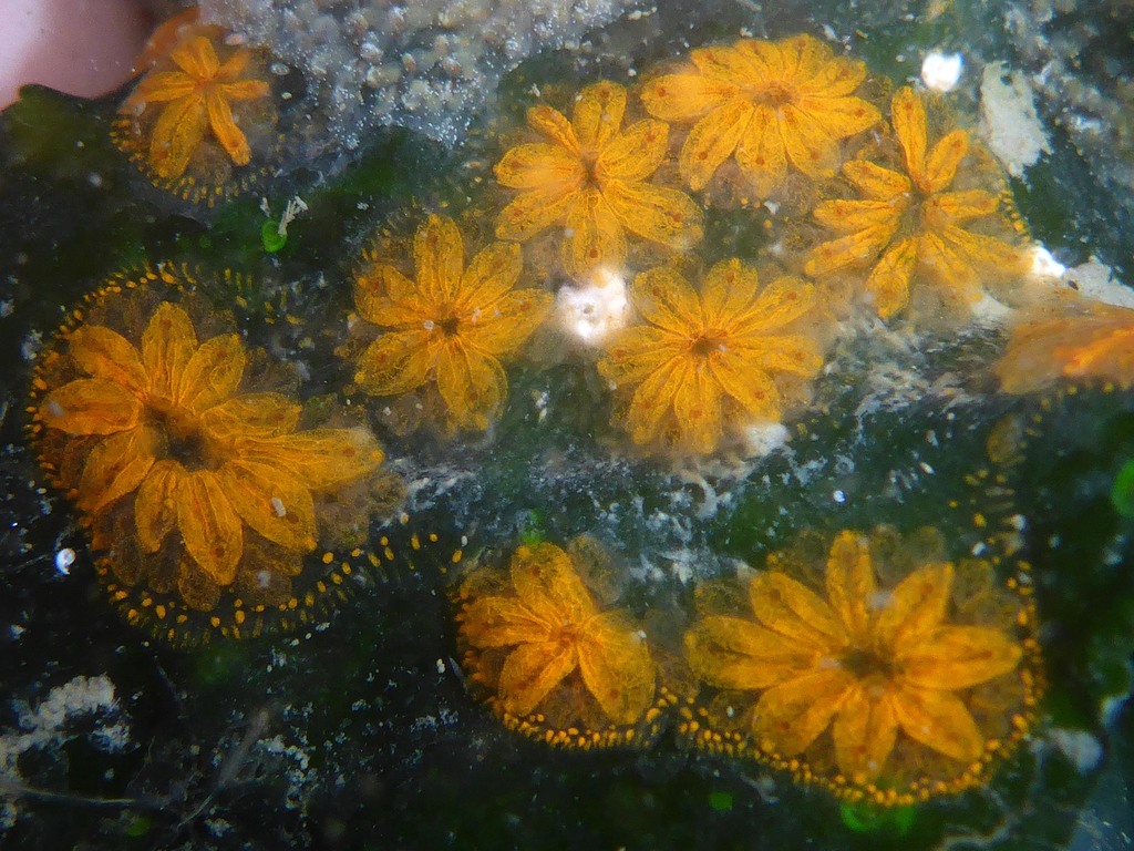 Star Tunicate