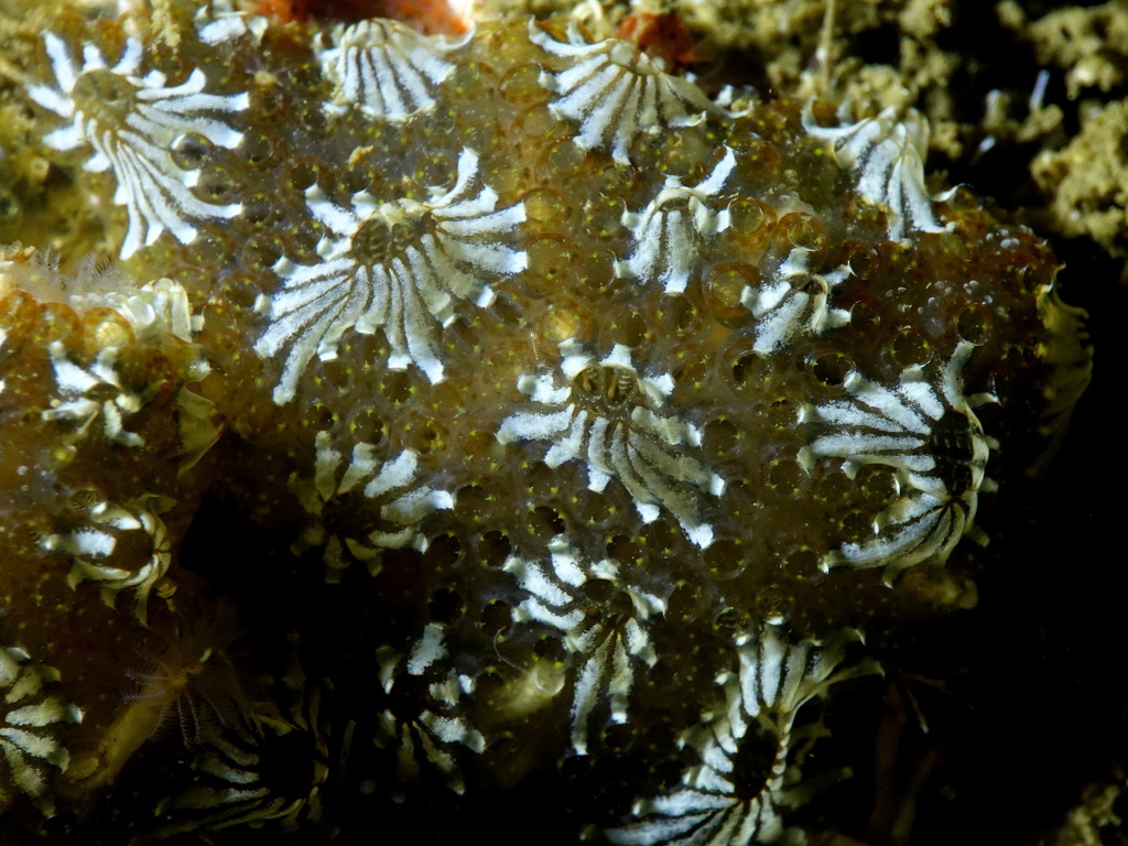 Star Tunicate