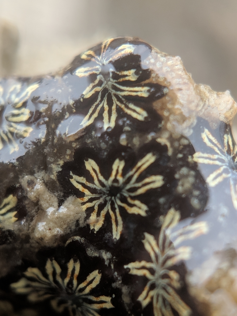 Star Tunicate