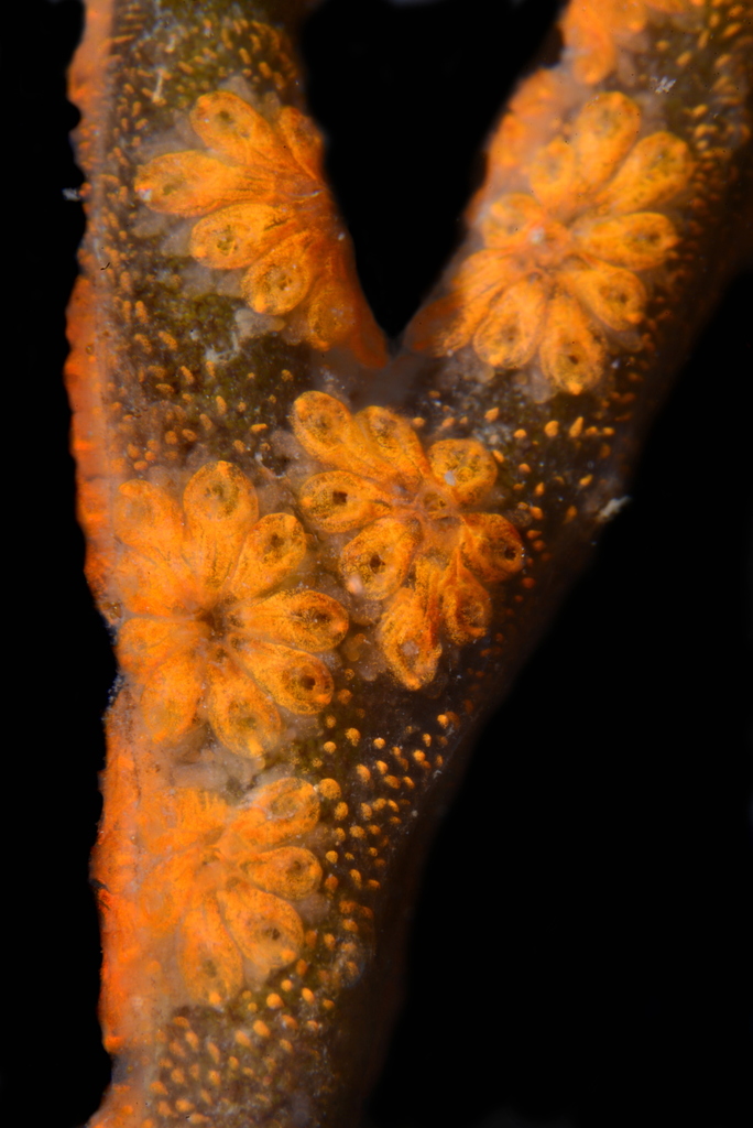 Star Tunicate