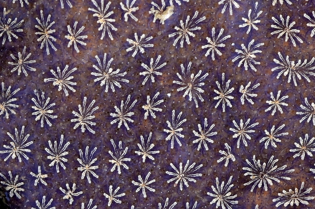 Star Tunicate
