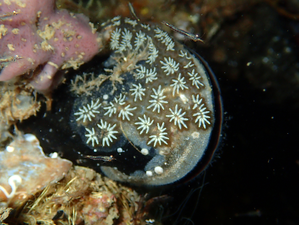 Star Tunicate