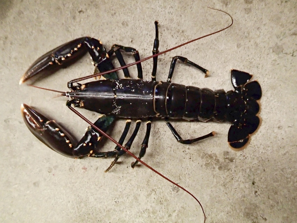 European Lobster