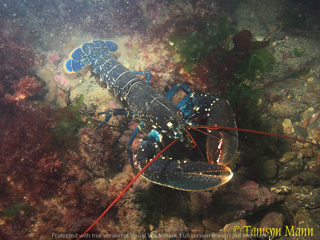 European Lobster