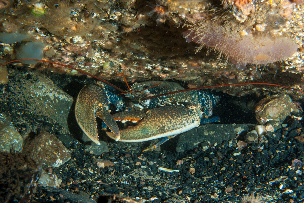 European Lobster