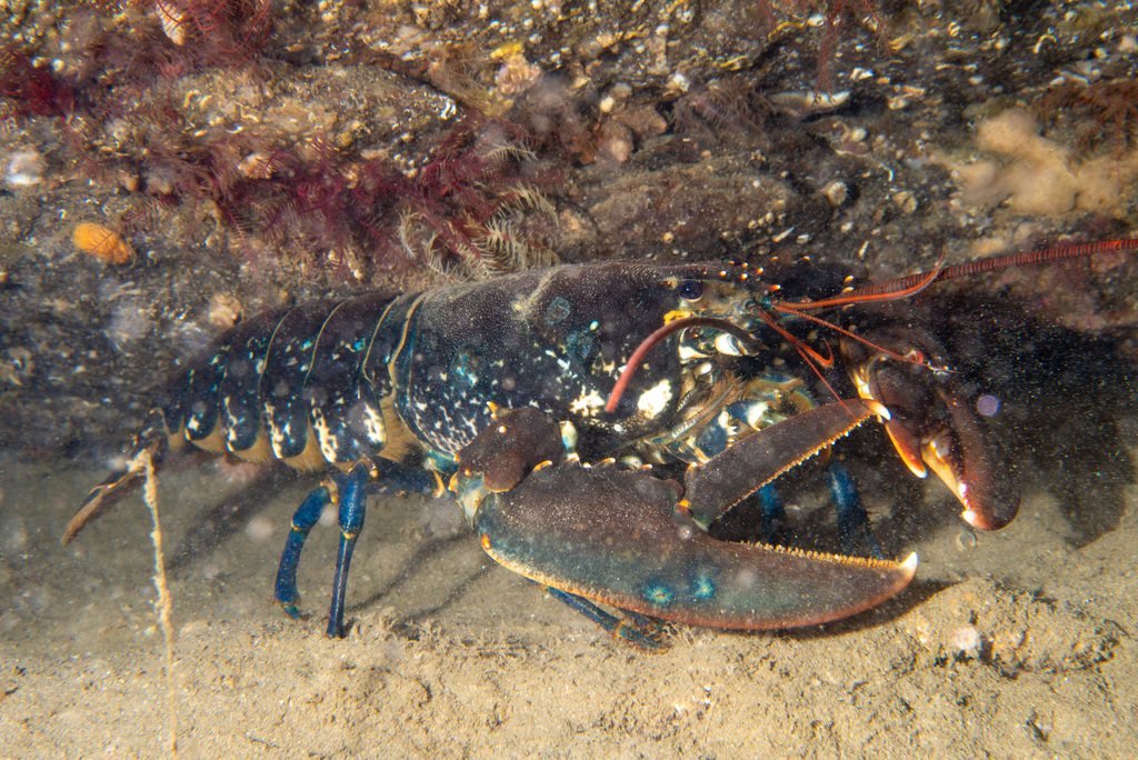 European Lobster