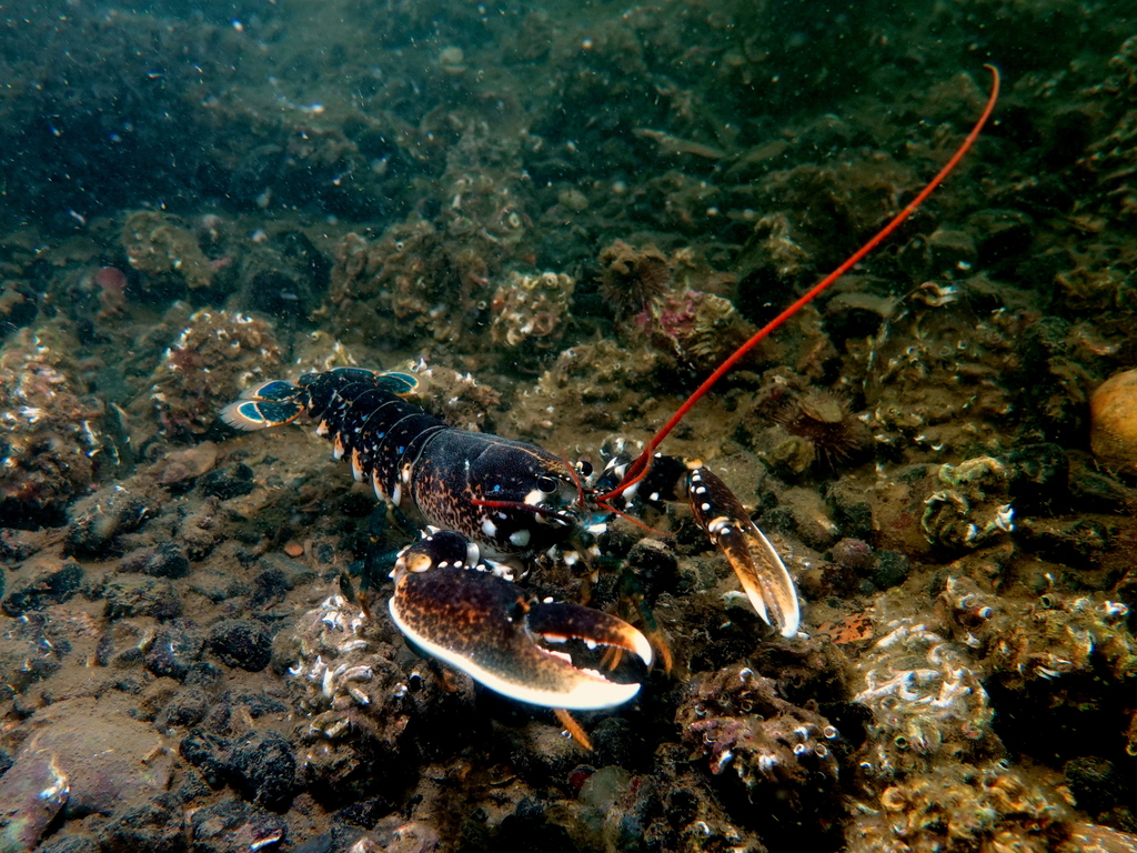 European Lobster