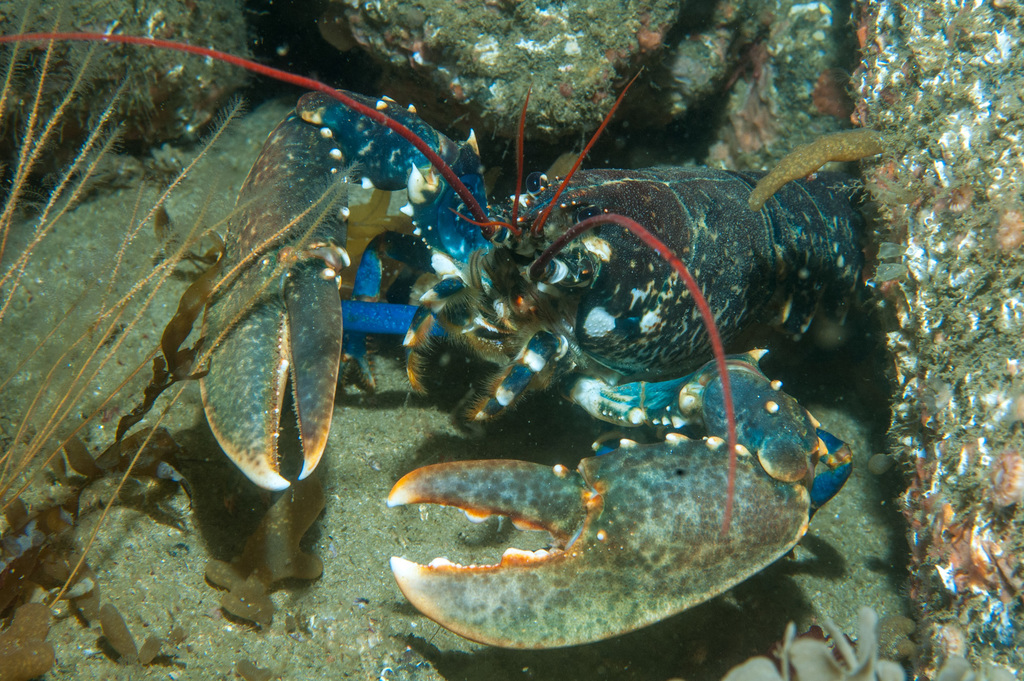 European Lobster