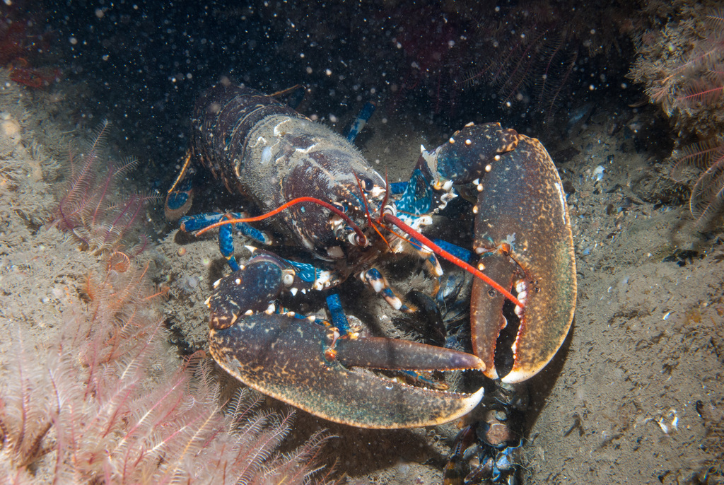European Lobster