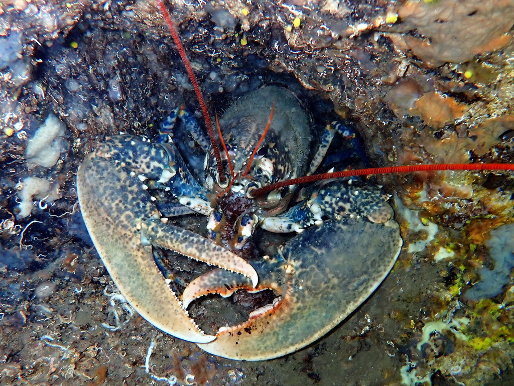 European Lobster