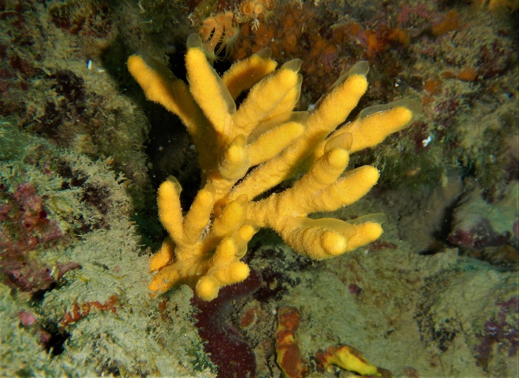 Mediterranean Mermaid's Glove