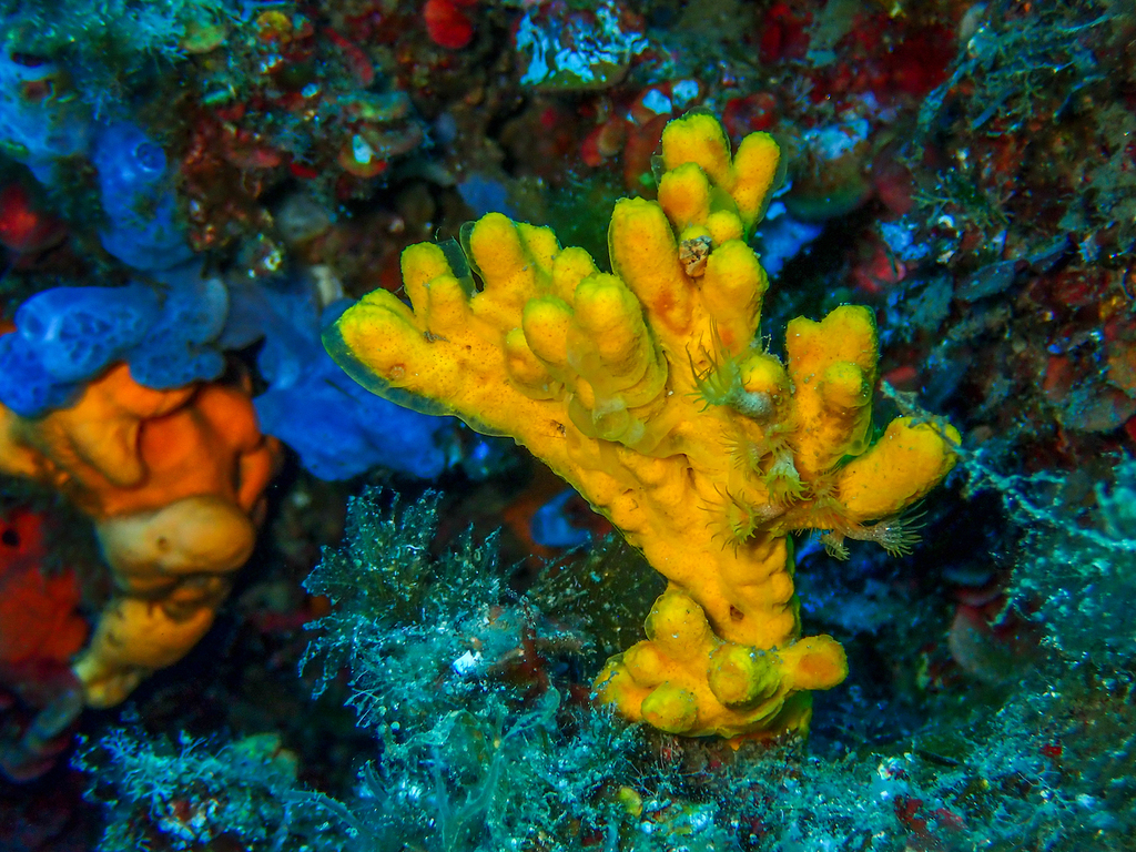 Mediterranean Mermaid's Glove