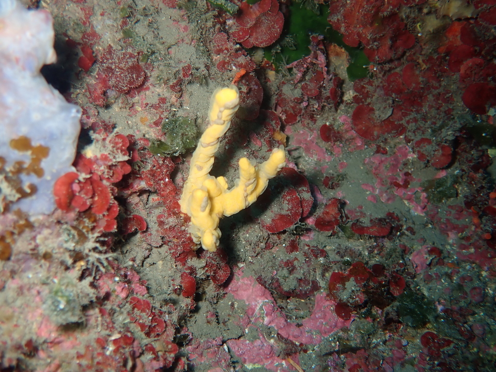 Mediterranean Mermaid's Glove