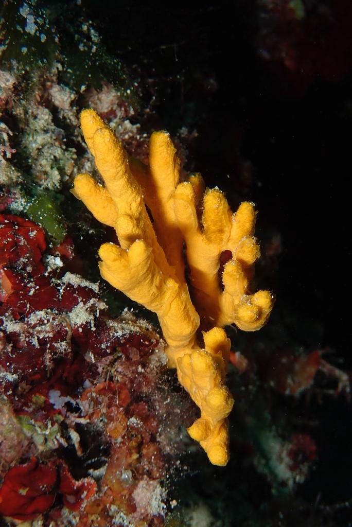 Mediterranean Mermaid's Glove