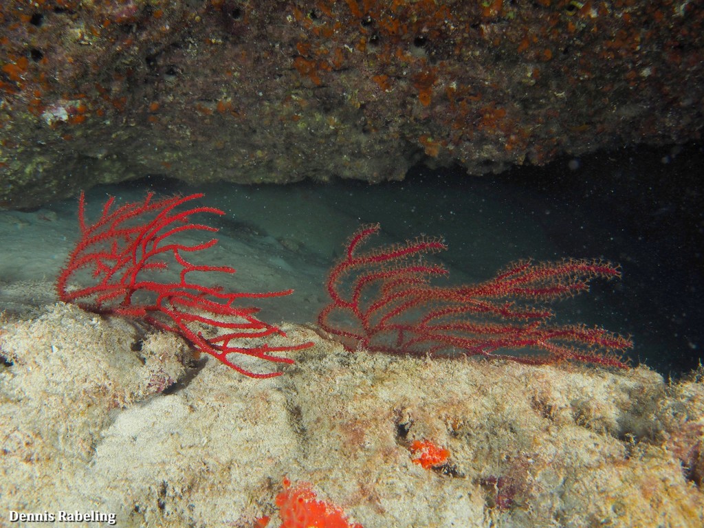Leptogorgia Ruberrima