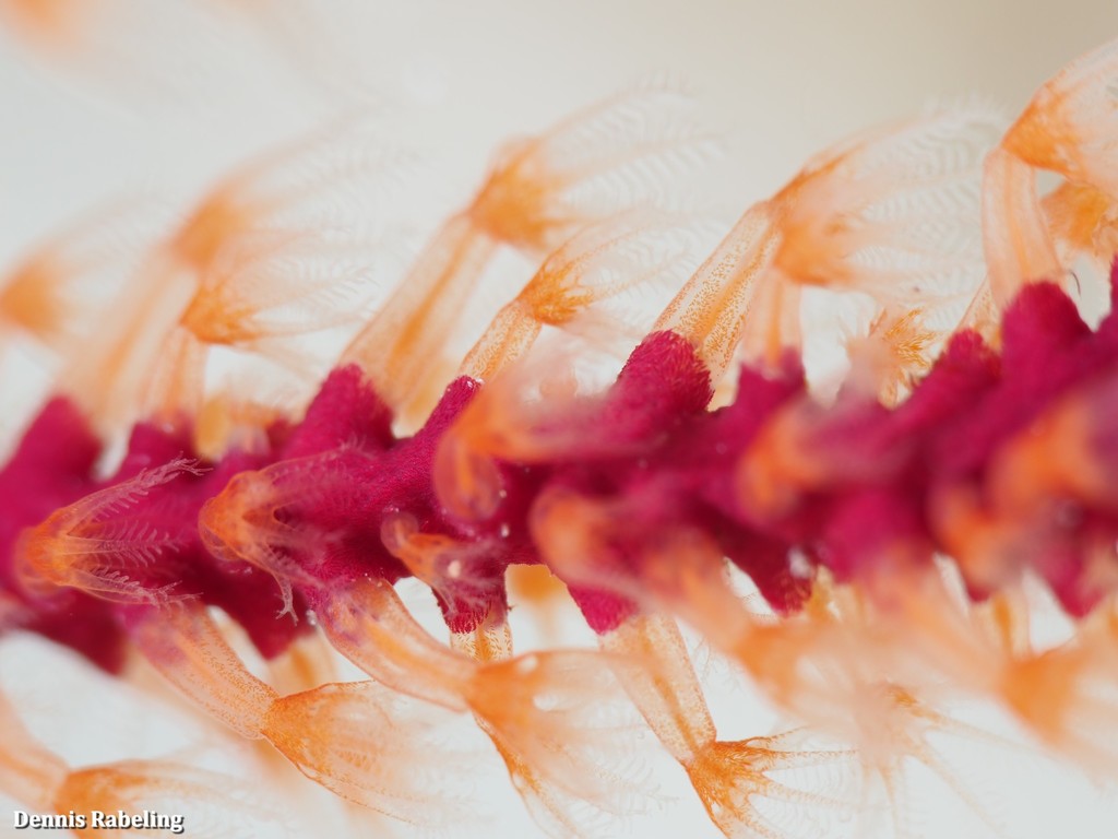 Leptogorgia Ruberrima