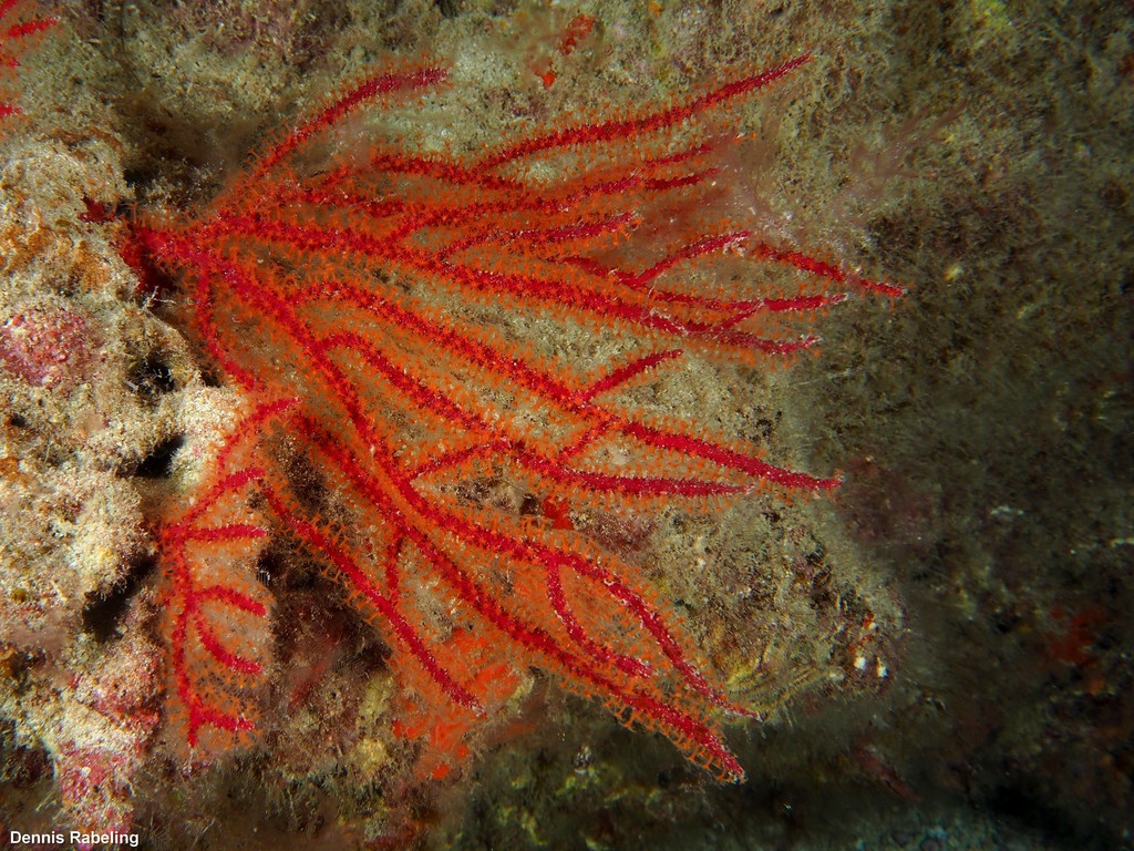 Leptogorgia Ruberrima