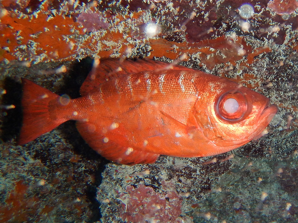 Glasseye